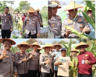 Kapolresta Tanjungpinang Kombes Pol Hamam Wahyudi saat lakukan panen raya jagung bersama kelompok Tani Maju Sejati di Jl. Nusantara Rt 02, Rw 06, Km. 15, Kelurahan Air Raja, Kecamatan Tanjungpinang Timur, Kota Tanjungpinang. Selasa (04/03/2025).